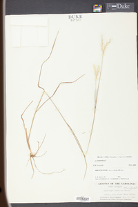 Andropogon ternarius image