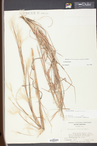 Andropogon ternarius image