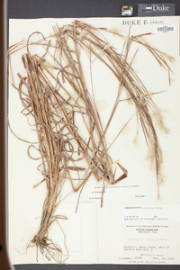 Andropogon ternarius image