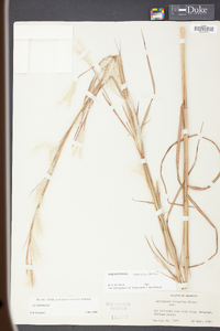 Andropogon ternarius image