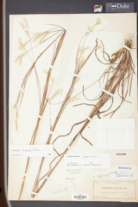 Andropogon ternarius image