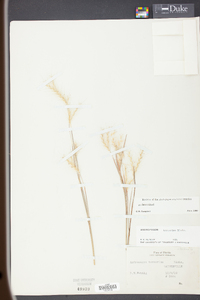 Andropogon ternarius image