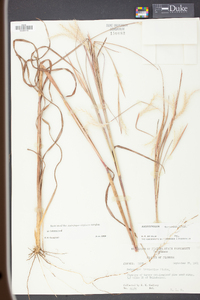 Andropogon ternarius image