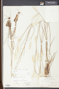 Andropogon ternarius image