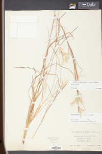 Andropogon ternarius image