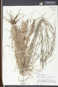 Andropogon ternarius image