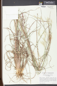 Andropogon ternarius image