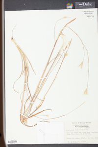 Andropogon ternarius image