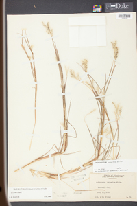 Andropogon ternarius image