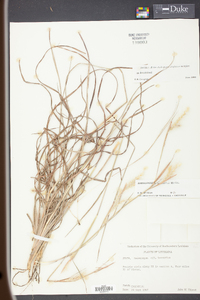 Andropogon ternarius image