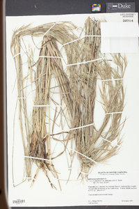 Andropogon virginicus var. glaucopsis image