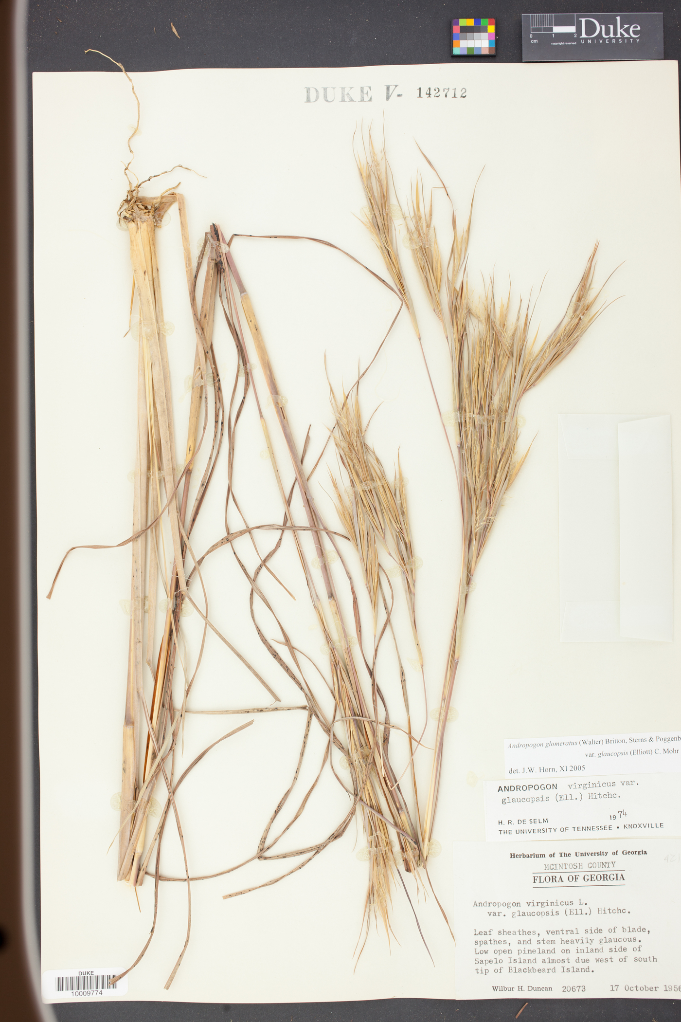 Andropogon virginicus var. glaucopsis image