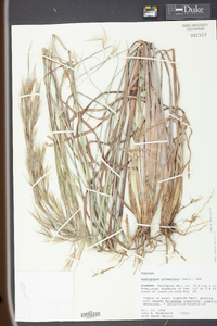 Andropogon virginicus var. glaucopsis image