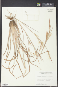 Andropogon virginicus var. glaucus image