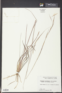 Andropogon virginicus var. glaucus image