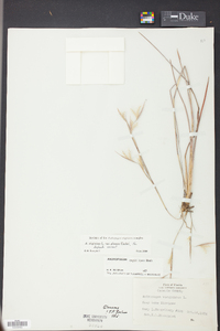 Andropogon virginicus var. glaucus image