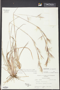 Andropogon virginicus var. glaucus image