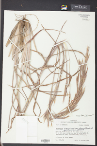 Andropogon virginicus var. glaucus image