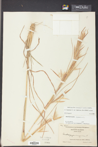 Andropogon virginicus var. virginicus image