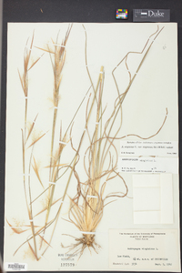 Andropogon virginicus var. virginicus image