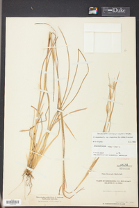 Andropogon virginicus var. virginicus image