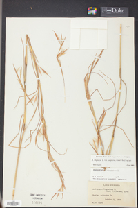 Andropogon virginicus var. virginicus image