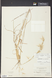 Andropogon virginicus var. virginicus image