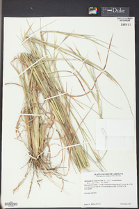 Andropogon virginicus var. virginicus image