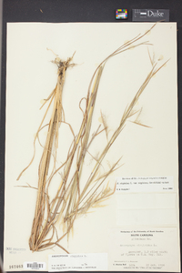 Andropogon virginicus var. virginicus image