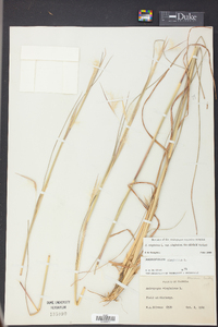 Andropogon virginicus var. virginicus image