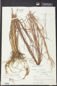 Andropogon virginicus var. virginicus image
