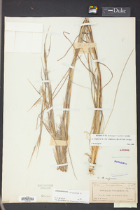 Andropogon virginicus var. virginicus image