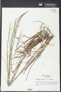 Andropogon virginicus var. virginicus image