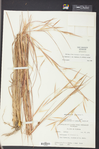 Andropogon virginicus var. virginicus image