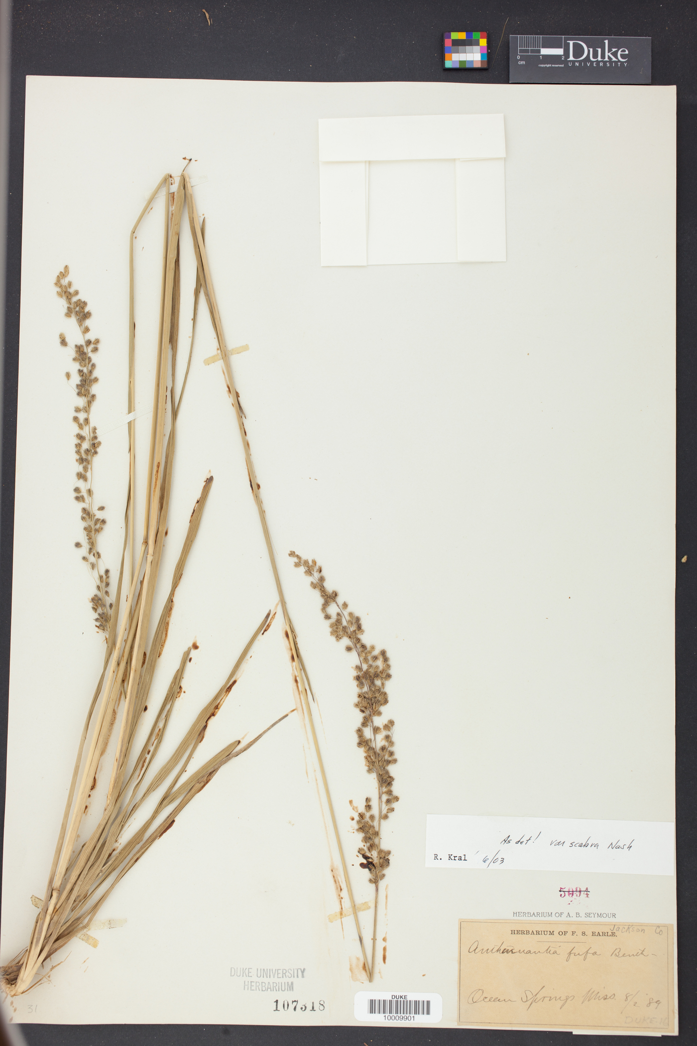 Anthaenantia rufa image