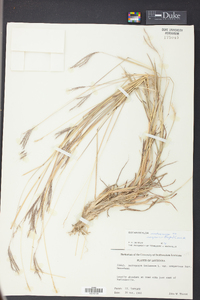 Bothriochloa ischaemum image