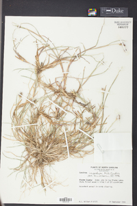 Cenchrus spinifex image