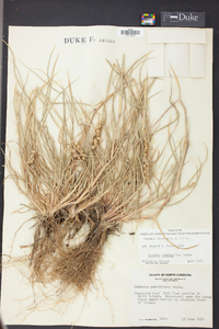 Cenchrus spinifex image