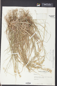 Cenchrus spinifex image