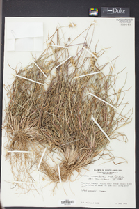 Cenchrus spinifex image