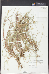 Cenchrus spinifex image