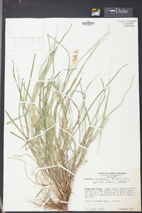 Cenchrus spinifex image