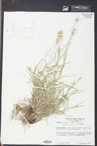 Cenchrus spinifex image