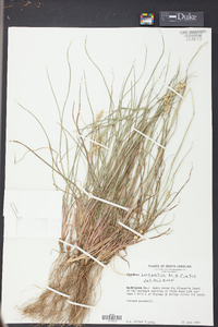 Cenchrus spinifex image