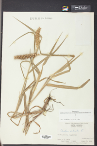 Cenchrus echinatus image