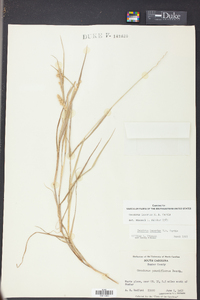 Cenchrus spinifex image