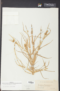 Cenchrus spinifex image