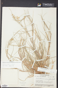 Cenchrus spinifex image