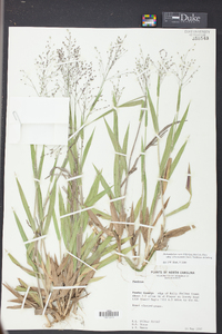 Dichanthelium ovale subsp. villosissimum image