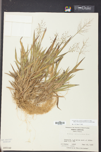 Dichanthelium ovale subsp. villosissimum image